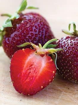 Burgundy strawberry Fragaria vesca seeds for berry garden